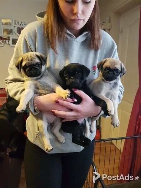 Pug Puppies For Sale