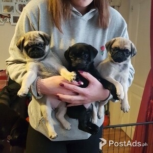 Pug Puppies For Sale | PostAds PH