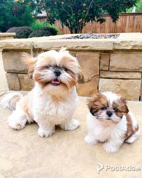 Playful Shih Tzu Puppies for Sale