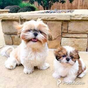 Playful Shih Tzu Puppies for Sale | PostAds PH