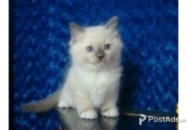 Very socialized Birman kittens for sale