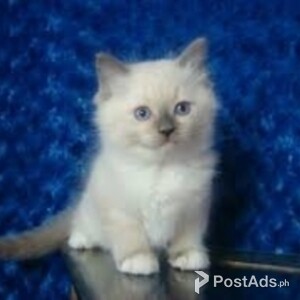 Very socialized Birman kittens for sale | PostAds PH