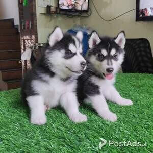 Lovely Siberian Husky Puppies for sale | PostAds PH