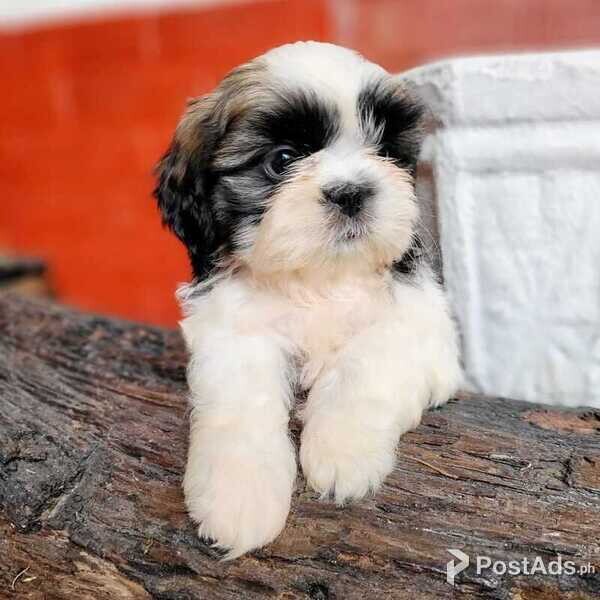 Awesome Shih Tzu Puppies Available 