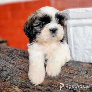 Awesome Shih Tzu Puppies Available | PostAds PH