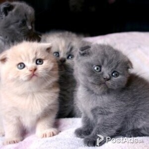 Well trained Scottish Fold kittens for sale | PostAds PH