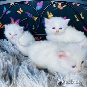 Lovely male and female Persian kittens ready for sale | PostAds PH