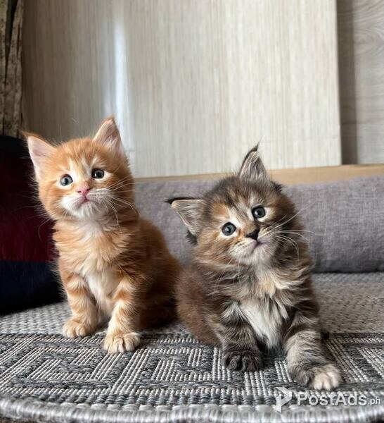 Lovely Male and Female Maine Coon Kittens for sale 
