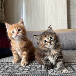 Lovely Male and Female Maine Coon Kittens for sale | PostAds PH