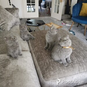 Well Train Male And Female British Shorthair Kittens For Sale | PostAds PH