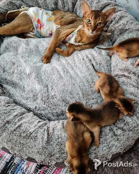 Abyssinian Kittens for Sale 