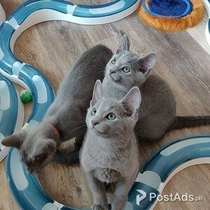 Cute Russian Blue Kittens for sale | PostAds PH