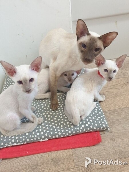 Home Raise male and female Siamese kittens for sale 