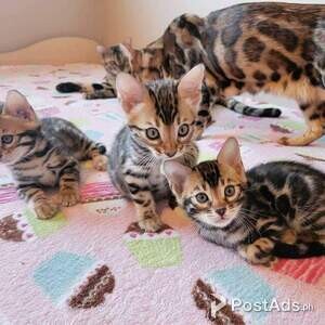 Lovely Bengal kittens for sale | PostAds PH