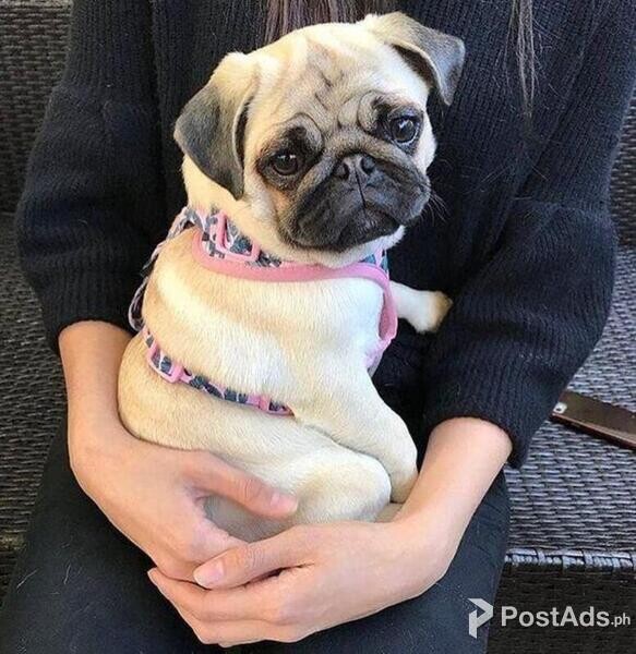 Pug puppy