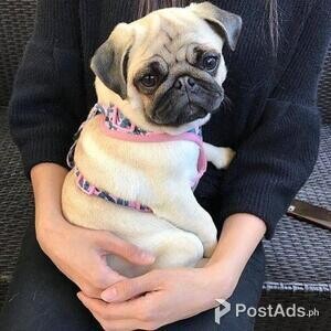 Pug puppy | PostAds PH