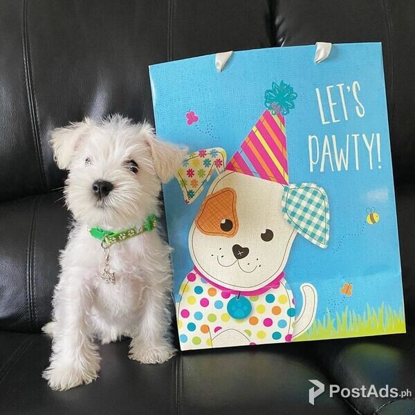 Miniature Schnauzer Puppy