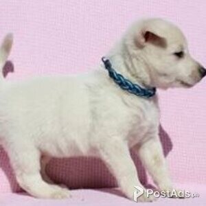 spitz puppies | PostAds PH