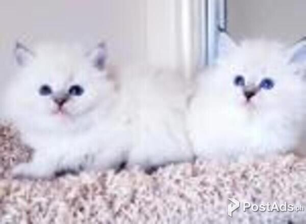 siberian kittens