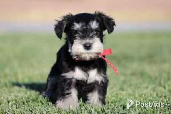 Giant Schnauzers Puppy
