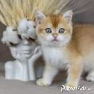 scottish straight kittens | PostAds PH