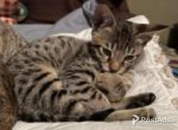 savanna kittens