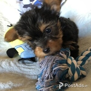 Yorkshire Terrier Puppies | PostAds PH