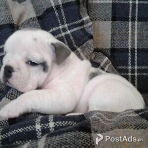 active English Bulldogs Puppies | PostAds PH