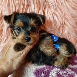 Cute Yorkshire Terrier Pups | PostAds PH