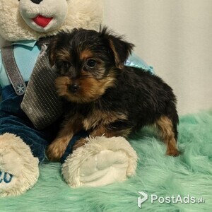 Yorkshire Terrier | PostAds PH
