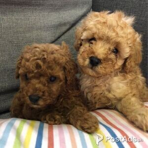 likable Toy Poodle Male and female puppies | PostAds PH