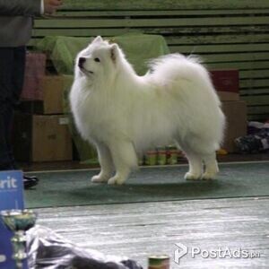 faithful Beautiful Samoyed Puppies | PostAds PH