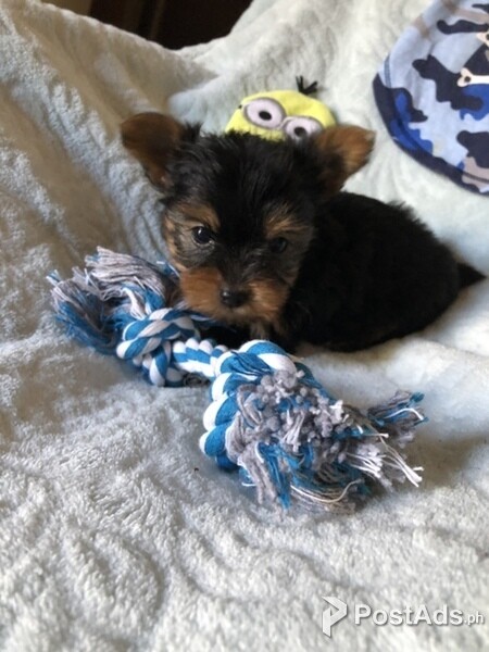 Adorable  Yorkshire Terrier