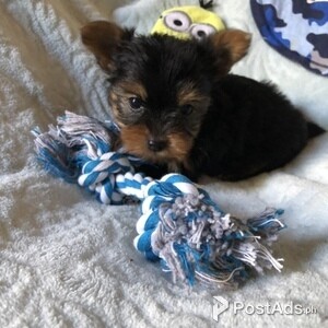 Adorable Yorkshire Terrier | PostAds PH