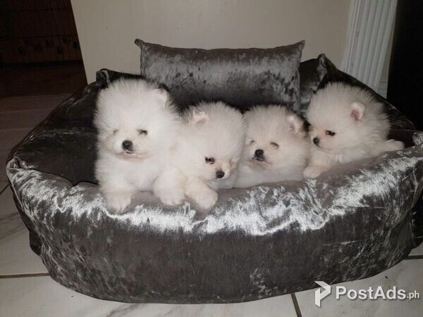 lovable  Pomeranian Puppies