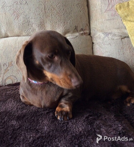 at-the-ready dachshund puppies