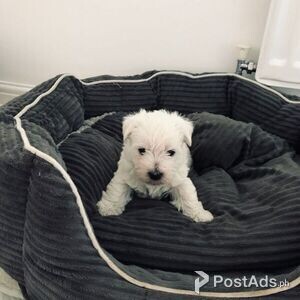 loving West Highland White Terrier Puppies | PostAds PH
