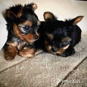 Yorkshire Terrier Male And Female | PostAds PH
