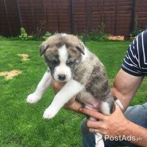 athletic humble Akita puppies | PostAds PH
