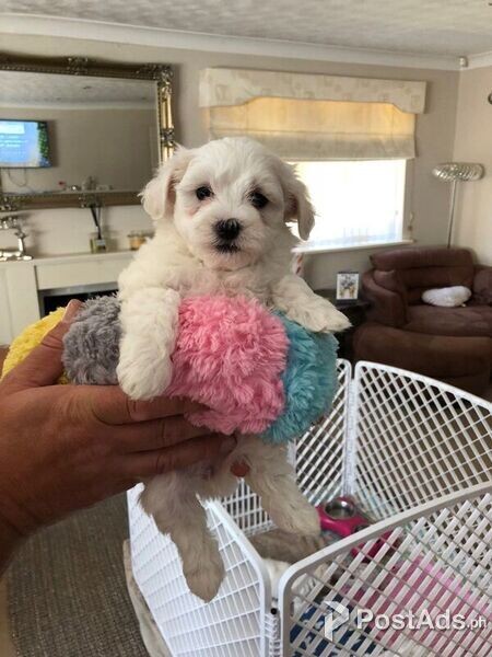 beautiful Maltese Puppies present
