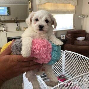 beautiful Maltese Puppies present | PostAds PH
