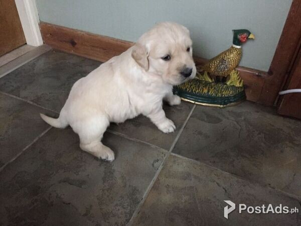 behavioral Golden retriever puppies