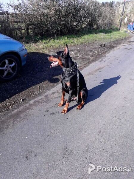 beloved Doberman Puppies