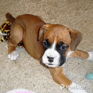 friendly boxer puppies | PostAds PH