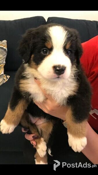bright bernese mountain dog