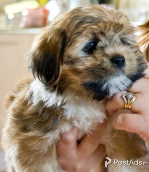 calm lhasa apso puppies