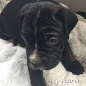 purebred gentle trained cane corso pups | PostAds PH