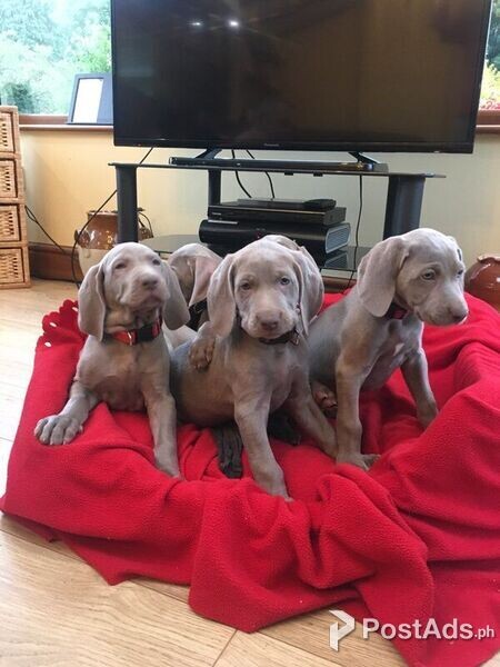 caring companion weimaraner puppies