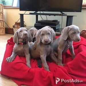 caring companion weimaraner puppies | PostAds PH