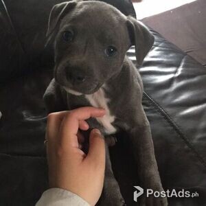 Blue cat-friendly staffordshire terrier pups | PostAds PH